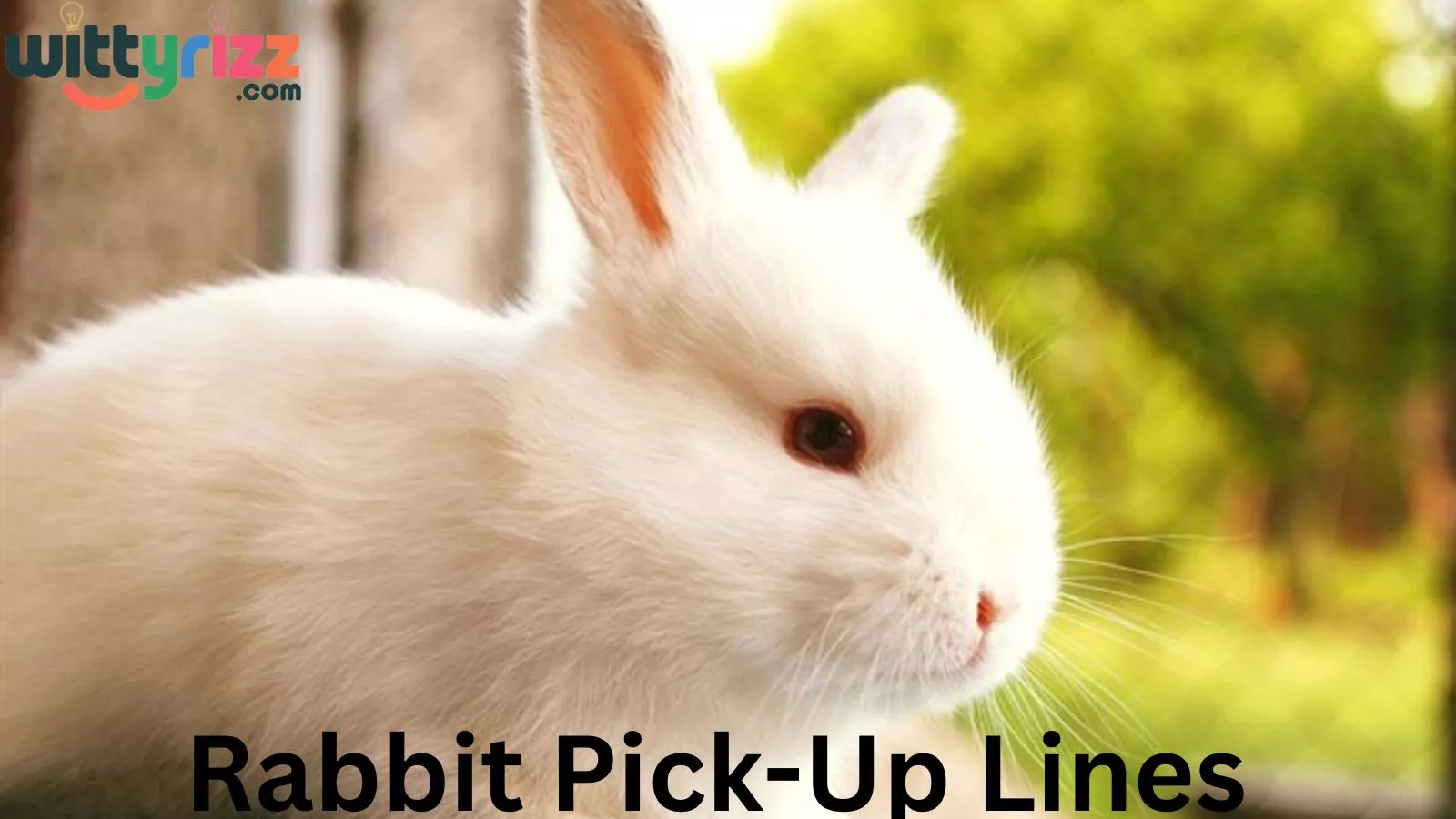 Rabbit Pick-Up Lines