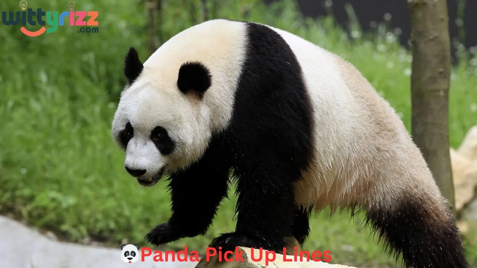 Panda Pick Up Lines