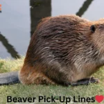 Beaver Pick-Up Lines