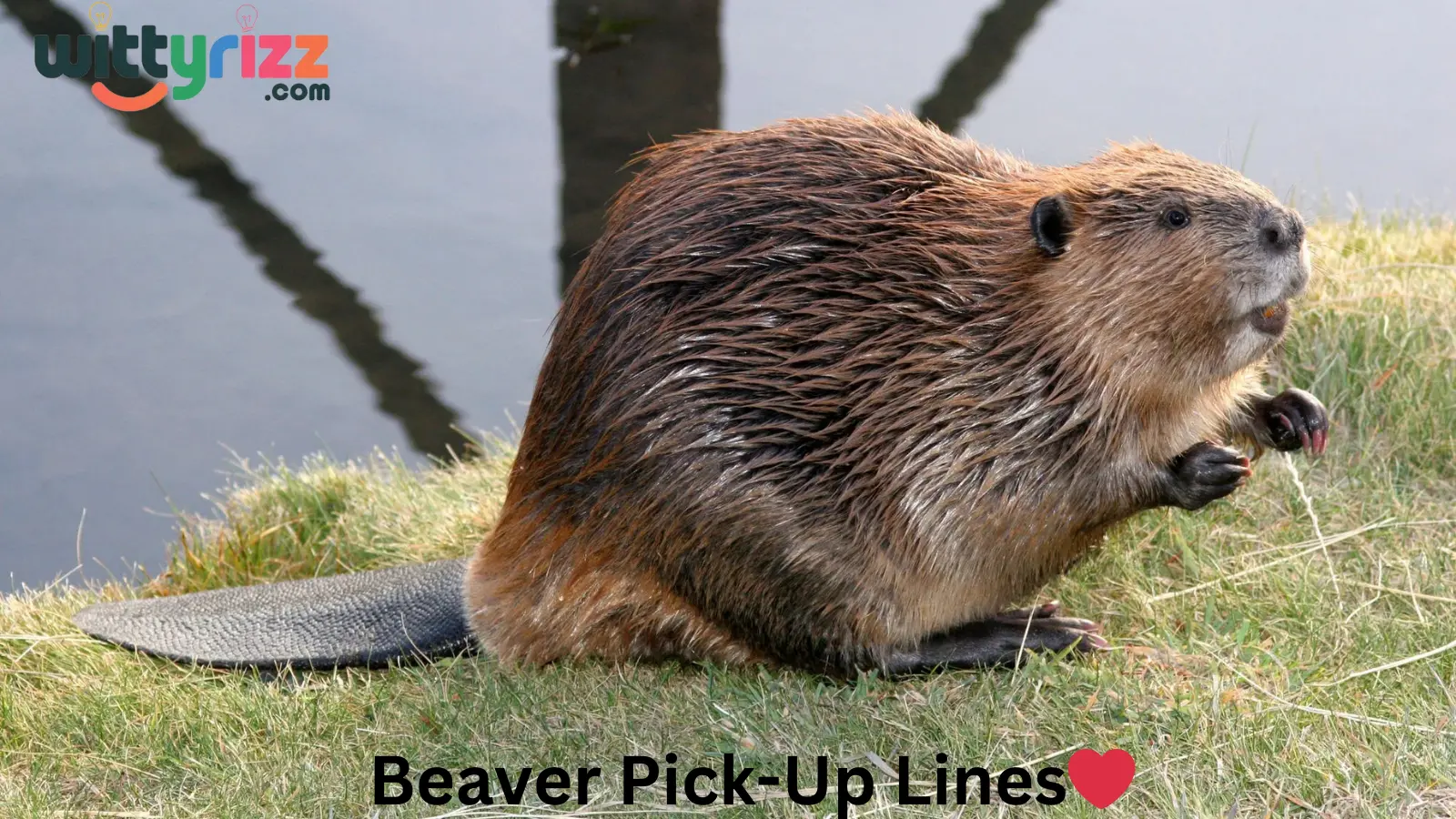 Beaver Pick-Up Lines