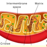 Mitochondria Pick-Up Lines