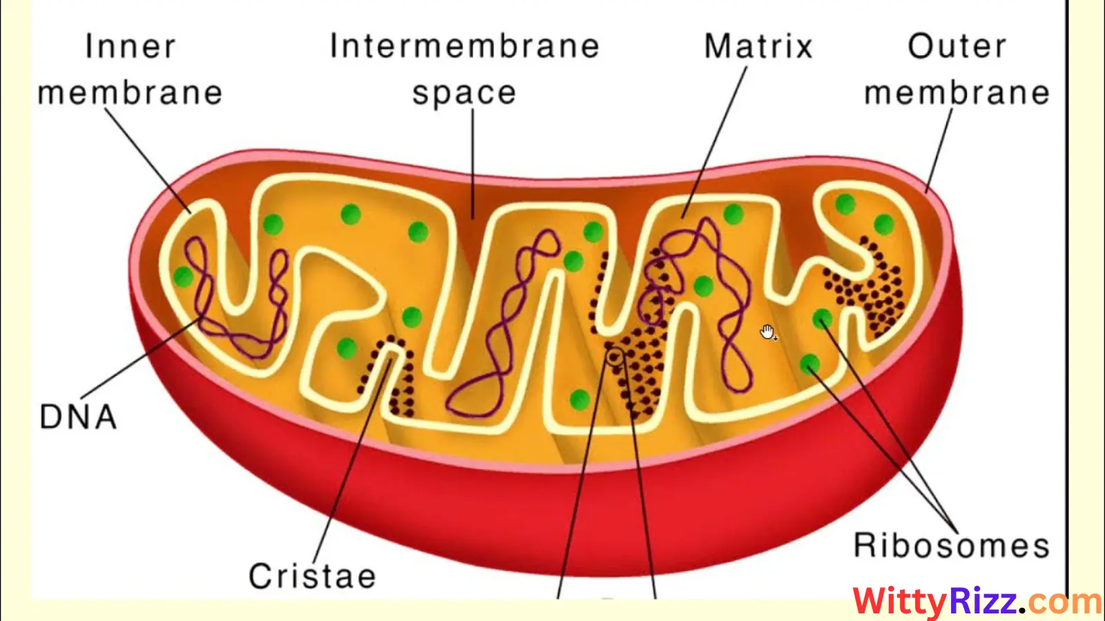 Mitochondria Pick-Up Lines